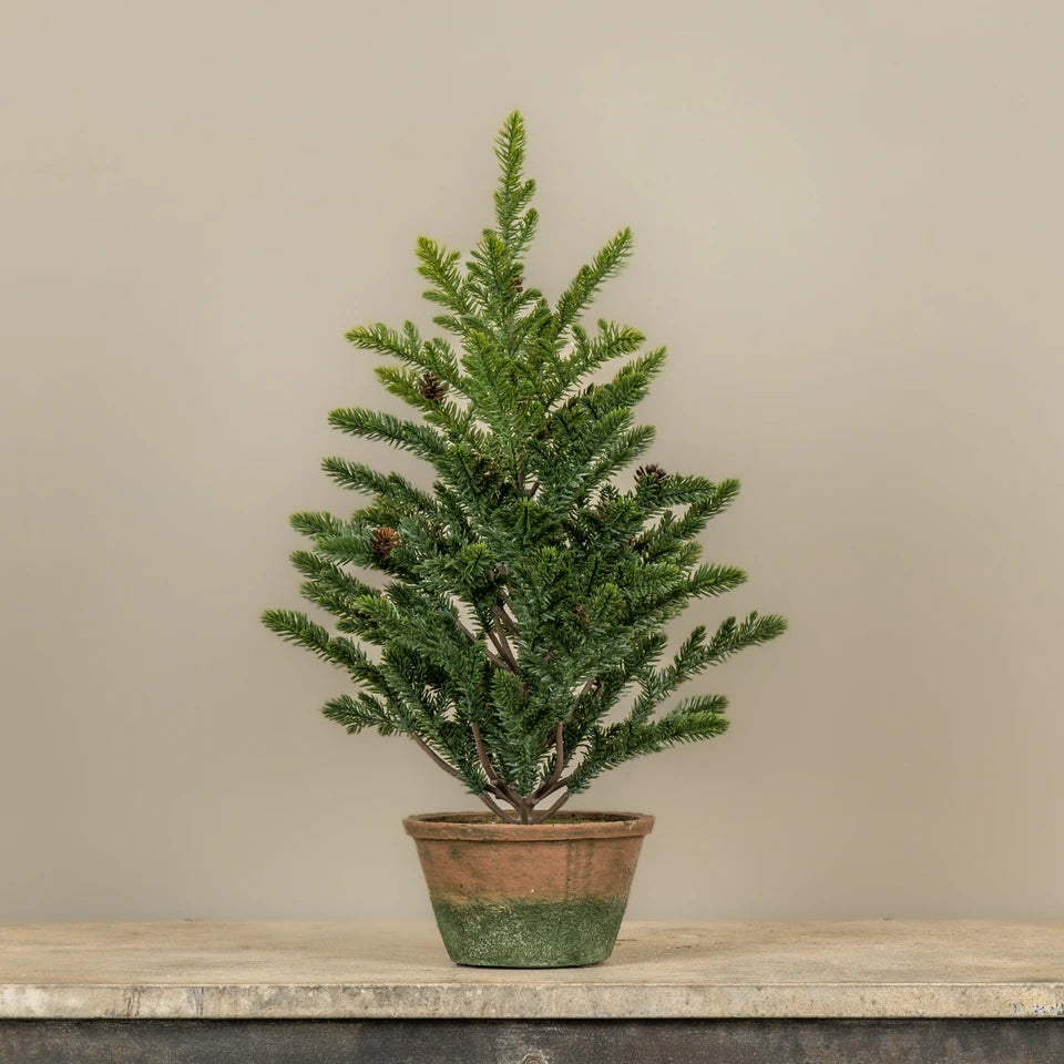 Percy Pine Tree In a Pot