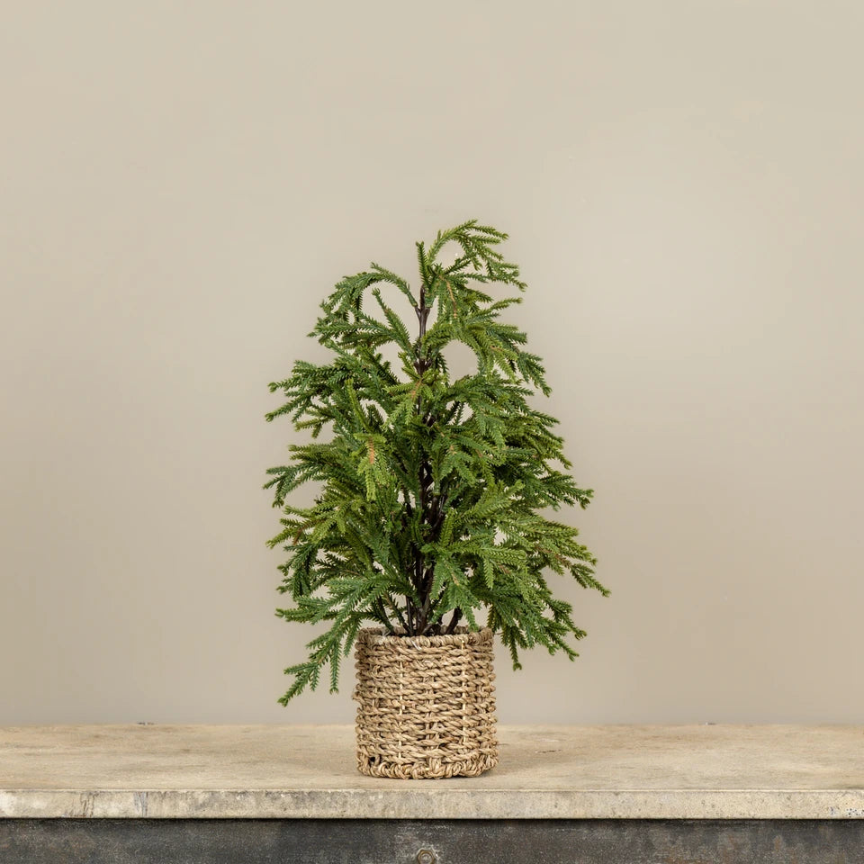 18" Pine Tree in Basket