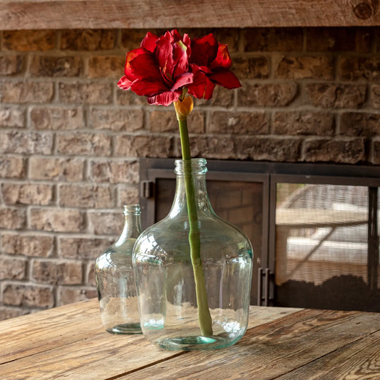 Grand Amaryllis Red