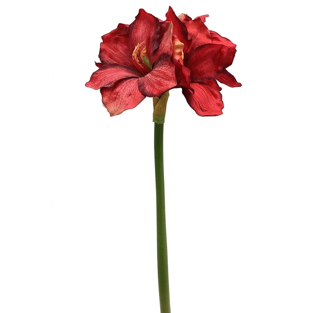 Grand Amaryllis Red