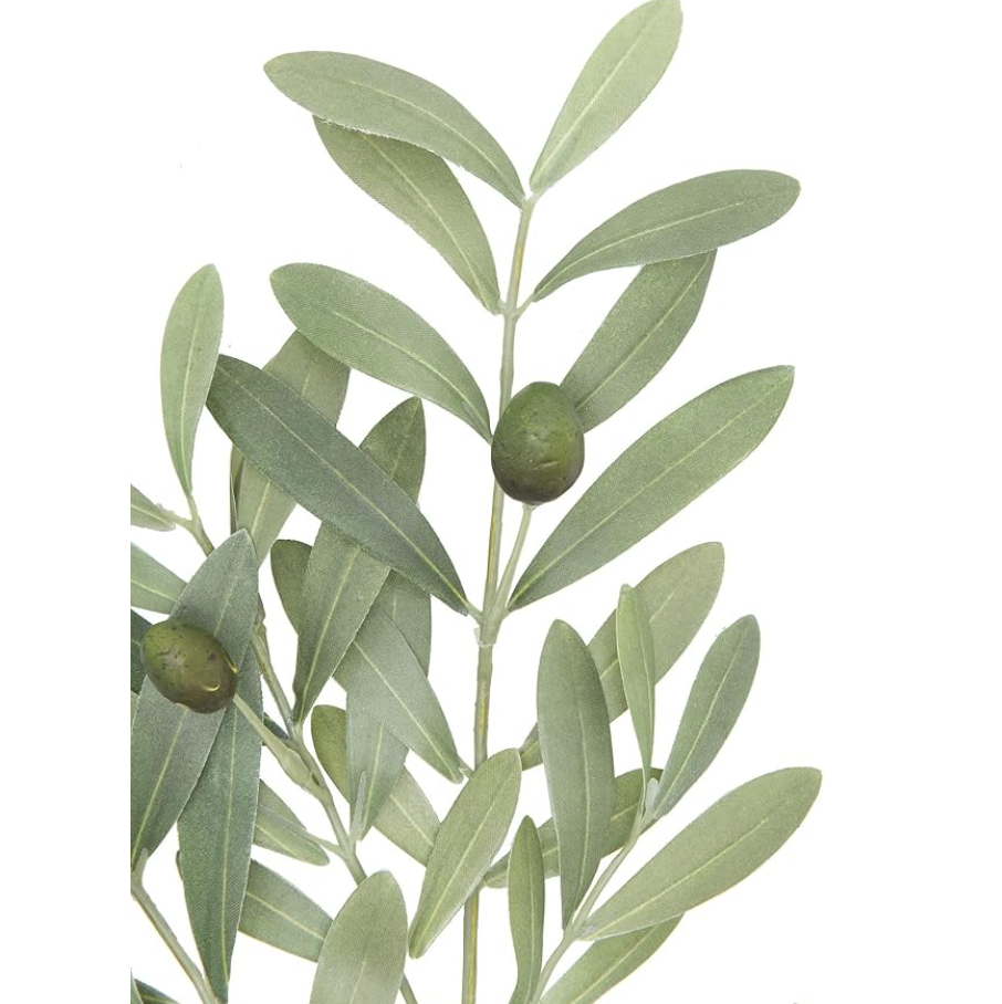 Olive Leaf Stem