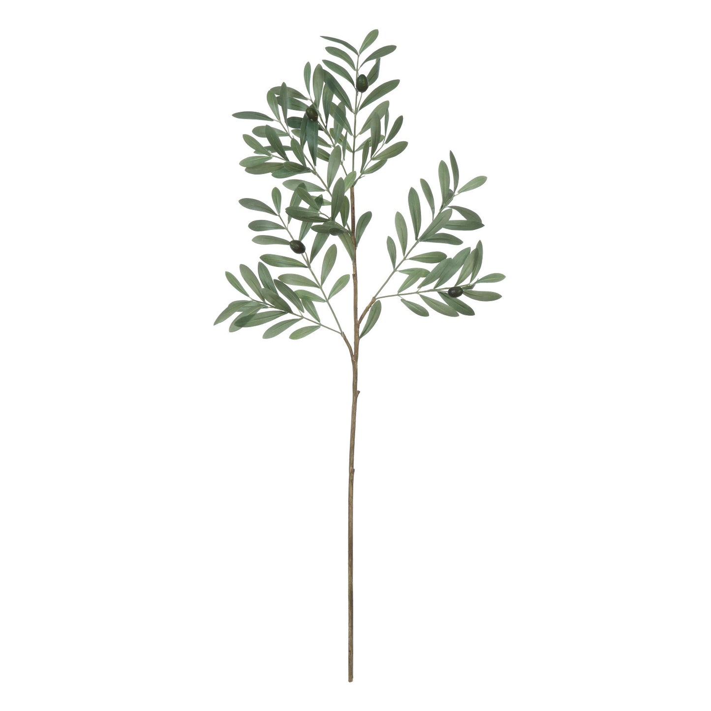 Olive Leaf Stem